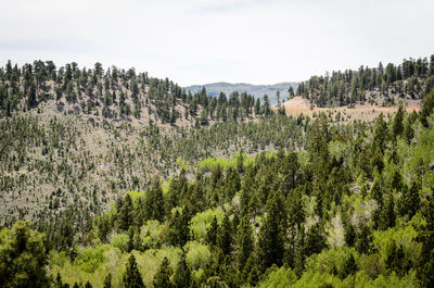 Panoramic view of pine trees in forest against sky