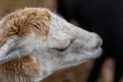 Close-up of a dog