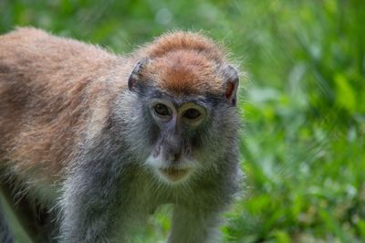 Close-up portrait of old monkey outdoors