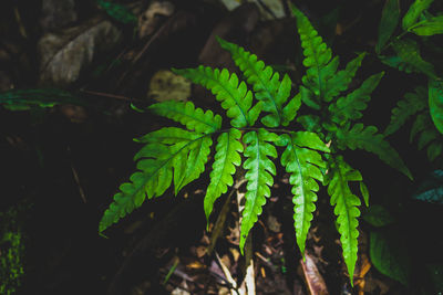 High angle view of fern leaves on field