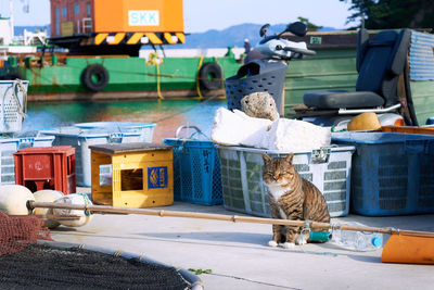 Cat sitting in front of containers at a port