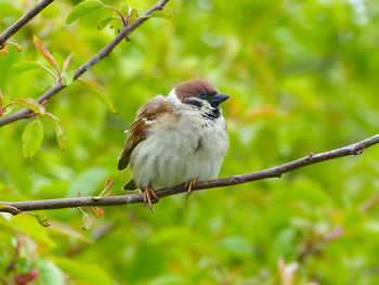 Bird perching on a branch