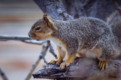 Squirrel on a tree