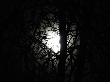 Silhouette of bare trees at night