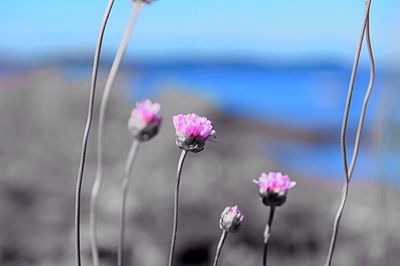 Close-up of flowers blooming outdoors