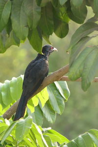 Bird perching on a branch