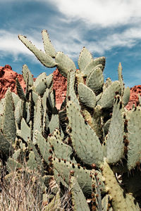 Close-up of succulent plant on field against sky