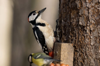 Close-up of bird perching on tree trunk