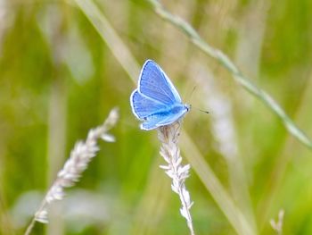 Butterfly on leaf