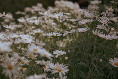 Close-up of white flowering plants on field