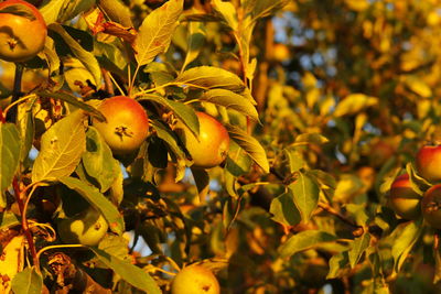 Close-up of fruits growing on tree during autumn