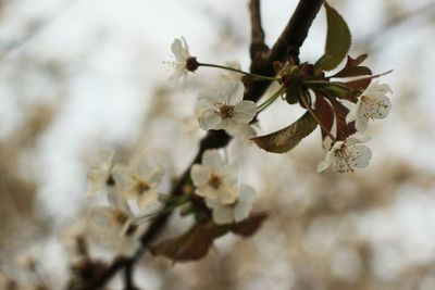 Close-up of white flowers blooming outdoors