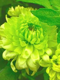 Close-up of flowers