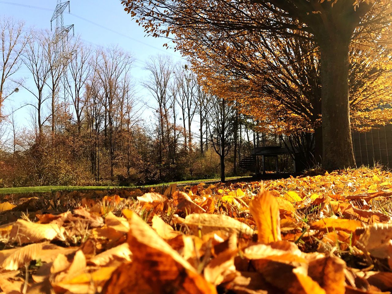 DRY LEAVES ON FIELD DURING AUTUMN