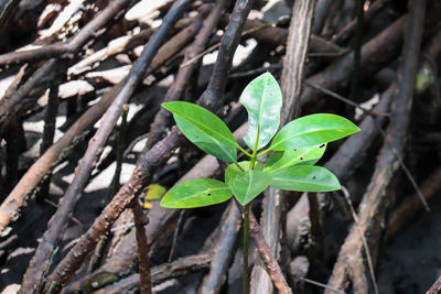 High angle view of small plant growing on field