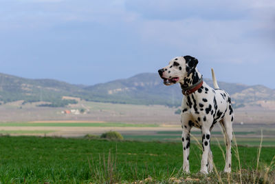 View of a dog on field