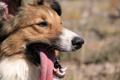 Close-up of dog looking away