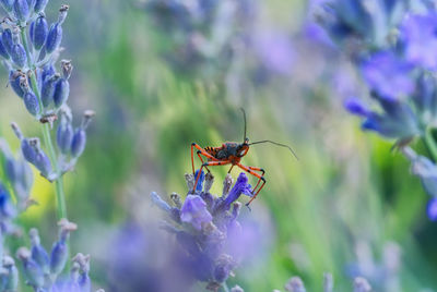 Close-up of insect on purple flowering plant