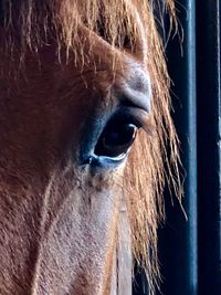Close-up of horse eye