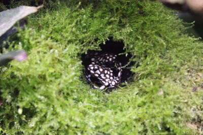 High angle view of crab on grass