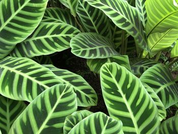 Full frame shot of leaves