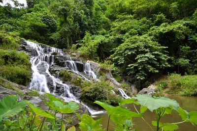 Scenic view of waterfall in forest