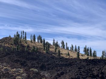 Plants growing on land against sky