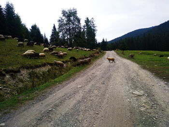 View of sheep on road amidst land against sky