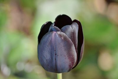 Close-up of purple flowers