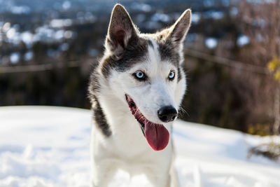 Close-up of dog looking away