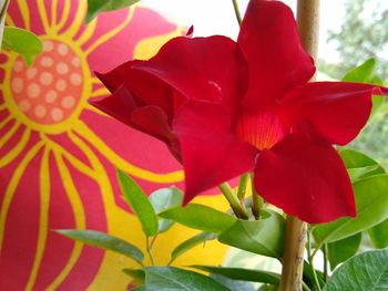 Close-up of red flowering plant