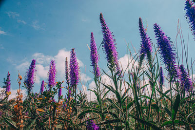 Low angle view of flowering plant against sky