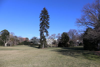 Trees on field against clear blue sky