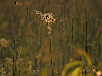 Close-up of dry grass on field