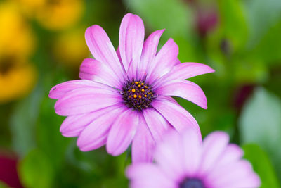 Close-up of purple flower