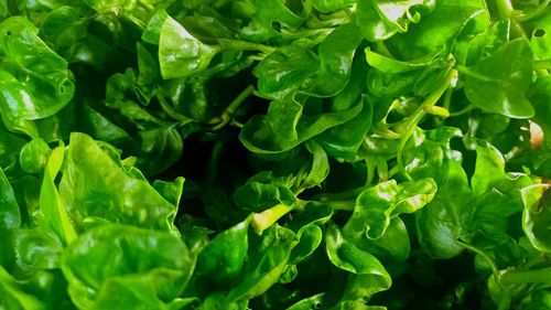 Full frame shot of green leaves