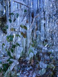 Close-up of frozen plants