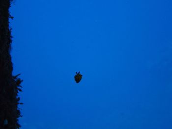 Low angle view of birds flying against blue sky
