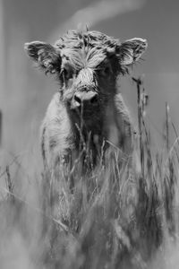 Portrait of animal on field