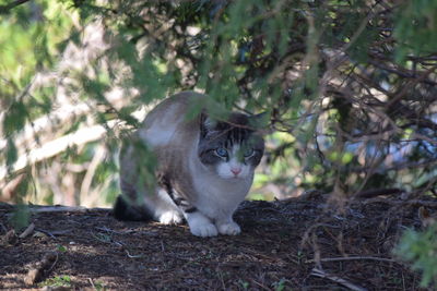 Portrait of cat on field
