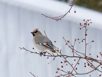 Bird perching on a tree. jaseur boréal.