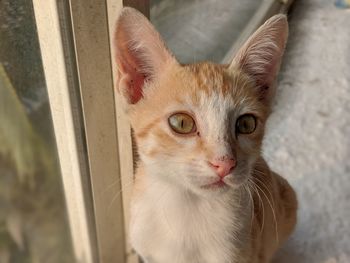 Portrait of ginger cat