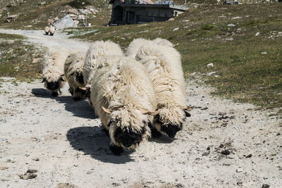 Sheep on field during winter