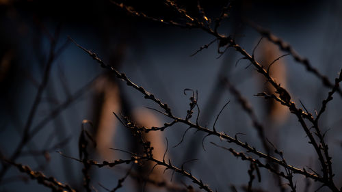 Low angle view of dry plant against sky