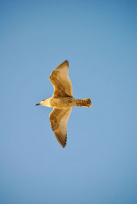 Low angle view of bird flying against clear blue sky