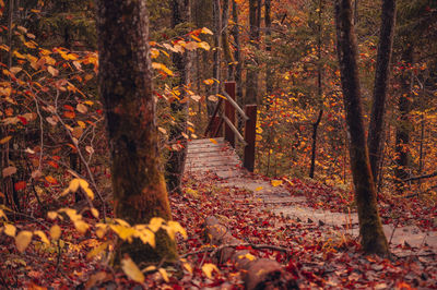 Sunlight falling on autumn leaves in forest