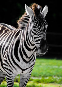 Close-up of zebras on field