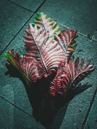 High angle view of dried plant on footpath