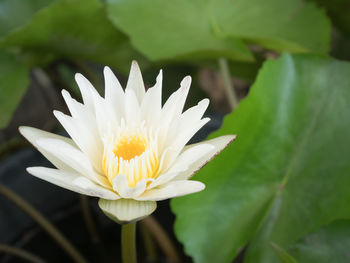 Close-up of white flower