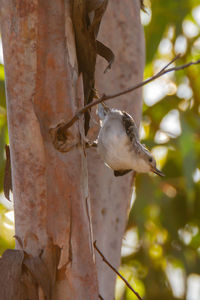 Close-up of bird perching on a tree